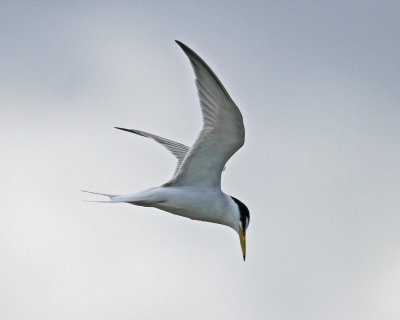 Tern little tern Sterna albifrons  Skala Kalloni Salt Pans  06/05/14