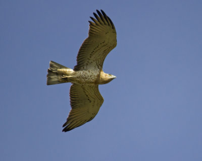 Birds of Portugal