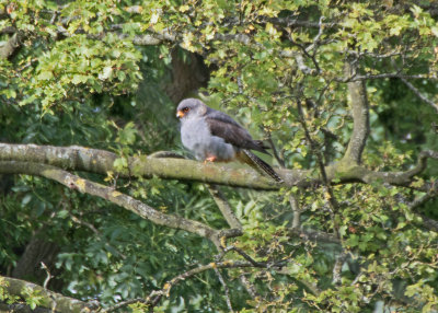 Birds of Britain