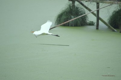 Egret - Avery Island