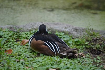 Bronze-Winged Duck