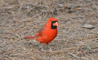 Northern Cardinal
