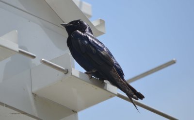 Purple Martin