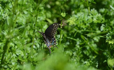 Eastern Black  Swallowtail