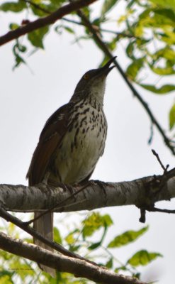 Curved Billed Trasher