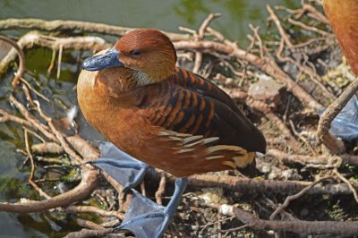 Fulvous Whistling-duck