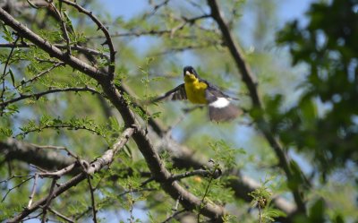 Lesser Goldfinch Texas form in flight