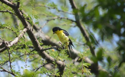 Lesser Goldfinch Texas form