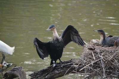 Cormorant