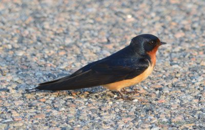 Barn Swallow