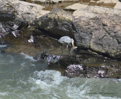 Persistence paid off - Great Blue Herrn - Great Falls Virgina