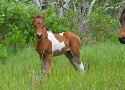 Assateague island pony