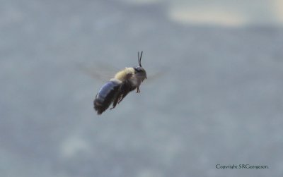 Large Bumblebee in Flight 