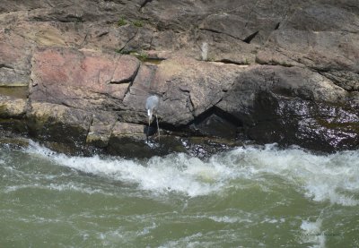 Persistence- Great Blue Heron- Great Falls Virgina