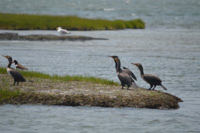 Comerants and American Oyster Catcher