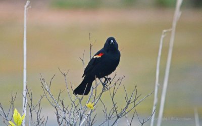 redwing blackbird
