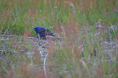 Blue Grosbeak