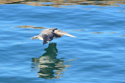 Pelican