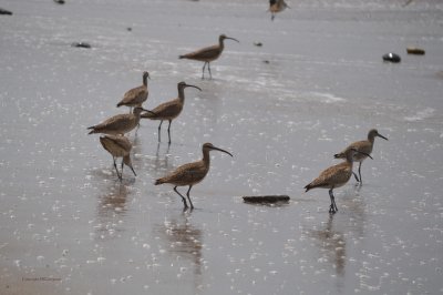 shore birds