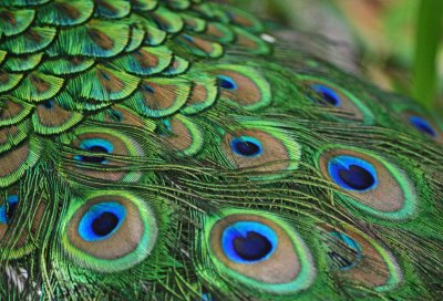 Peacock Feathers