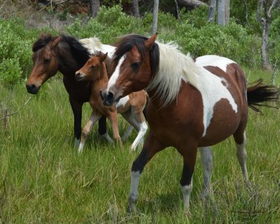 Ponies of Assateague - Wild Thing's herd