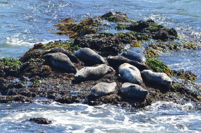 Seals basking in the afternoon sun