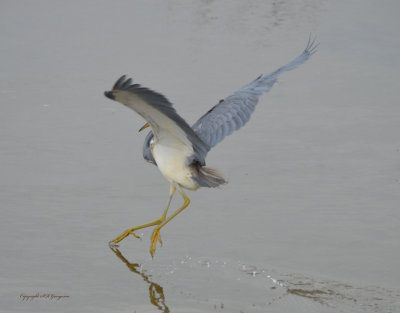 Tricolored Heron - South Padre Island Texas