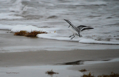 Sanderling