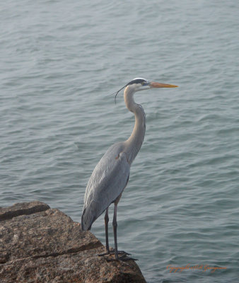 Great Blue Heron - Port Aransas Texas