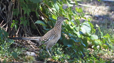 Roadrunner