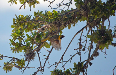 juvenile hooded oriole