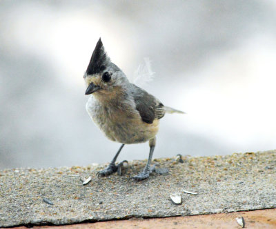 Titmouse