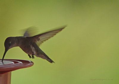 Hummingbird