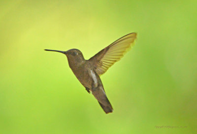 Hummingbird