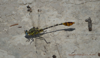 Dragonfly