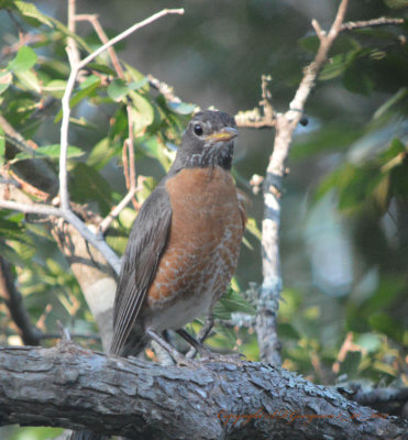 Robin