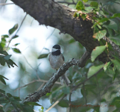 Mexican Chickadee