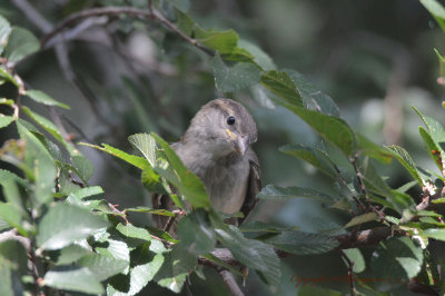 young male house sparrow