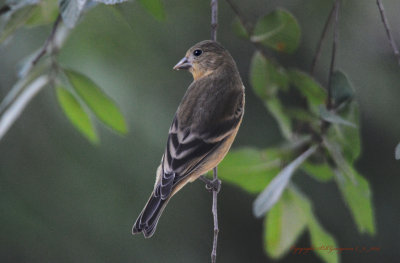 Female Lesser Goldfinch