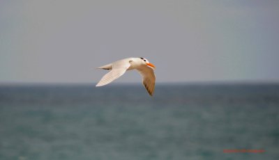 Royal Tern - Non Breeding