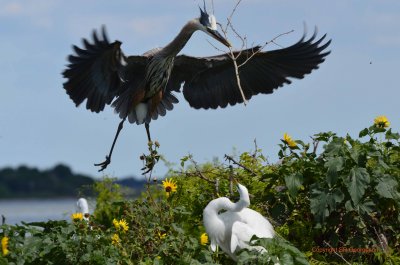 Blue Herron returning with nesting materials - Matagorda Bay