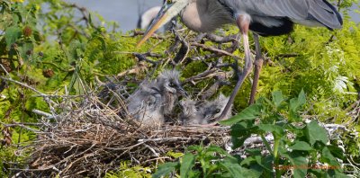 Blue Herron Chicks  - Matagorda Bay