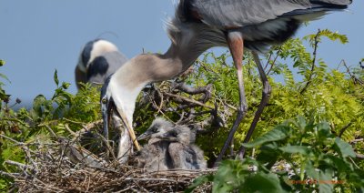 Dinner is served - Blue Heron and Chicks Matagorda Bay
