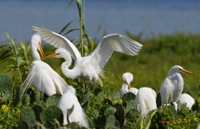 Great Egrets - Matagorda Bay