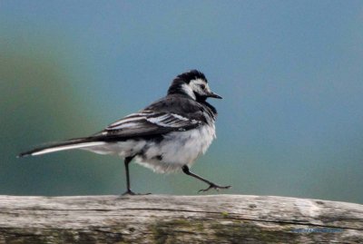 Pied Wagtail - Scotland