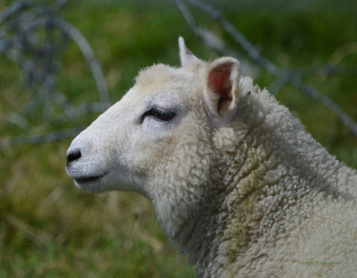 Sheep1003.jpg