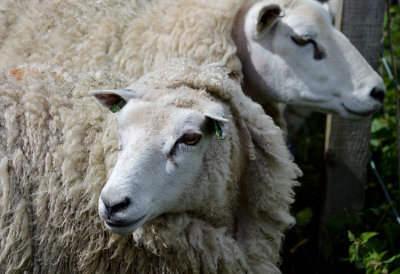 Sheep1005.jpg