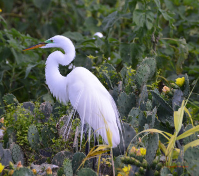 Great Egret - Matagorda Bay