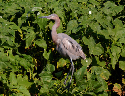 Reddish Egret - Matagorda Bay