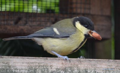 Great Tit with his favorite snack, a peanut - Scotland
